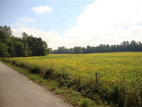 Property photo 4 - 133+/- Acres Offered in 4 Tracts - Farmland, Hunting & Recreation or Future Building Sites